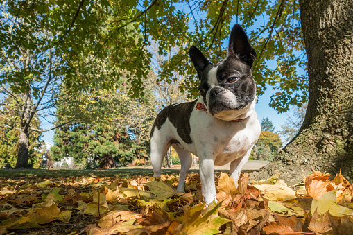 French bulldog playing in golden leaves