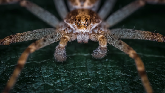 Macro image of a large wolf spider with eyes looking at camera