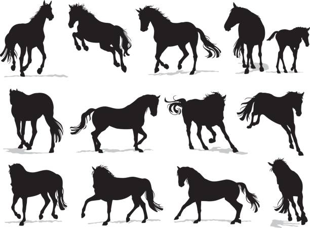 ilustraciones, imágenes clip art, dibujos animados e iconos de stock de conjunto de silueta correr caballos - colts