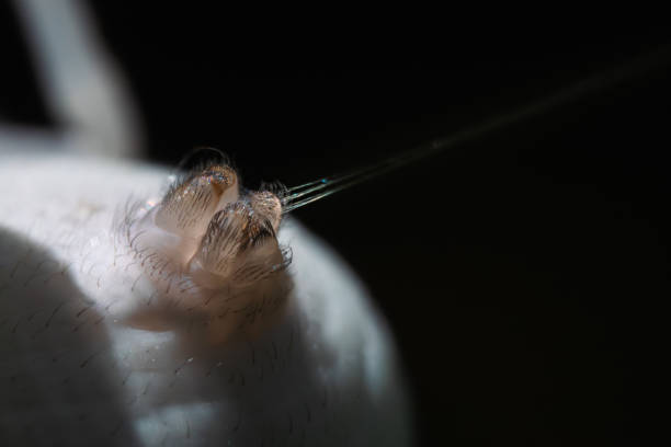 Macro photography, close-up detail of finger-like papillae (threads) from which the silk threads that form the web emerge. Spider shooting tts web.