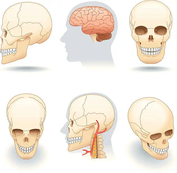 Vector illustration of Vector, skull and brain