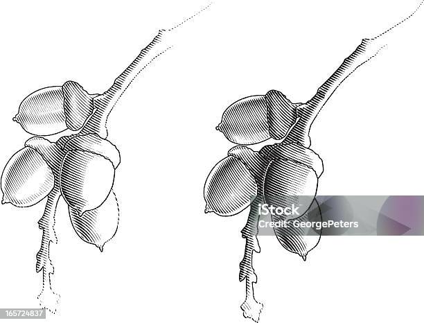 Acorns В Различные Веса Линий — стоковая векторная графика и другие изображения на тему Гравюра - Гравюра, Жёлудь, Cross Hatching