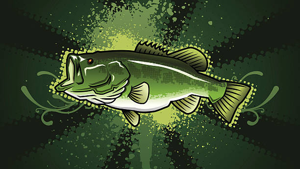 10+ Background Of The Largemouth Bass Wallpapers Illustrations,  Royalty-Free Vector Graphics & Clip Art - iStock