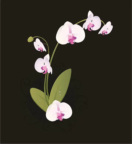 Vector illustration of White orchid on dark background