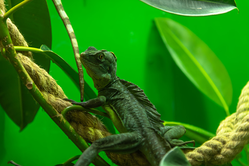 Close-up view of common basilisk (Basiliscus basiliscus, also known as Jesus Christ lizard) sitting on tree branch in green terrarium. Soft focus. Exotic pets theme.