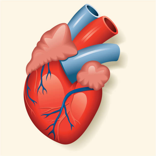 illustrations, cliparts, dessins animés et icônes de vecteur coeur humain - septum interventriculaire