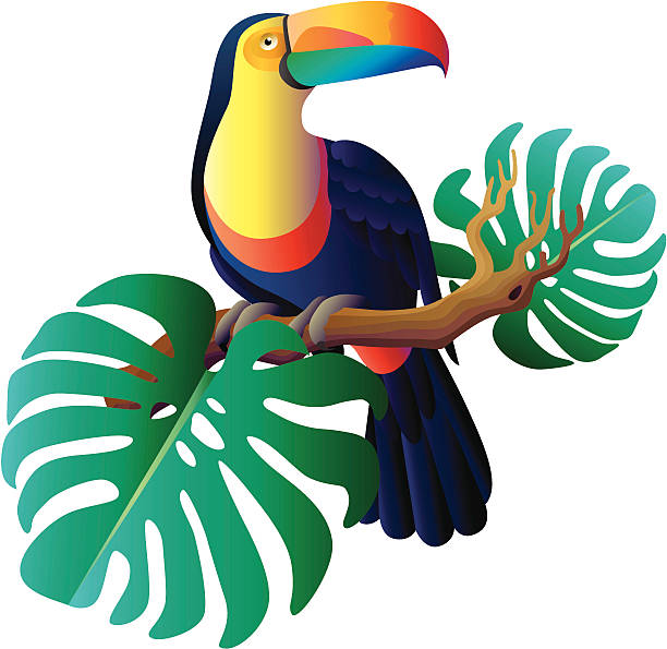 toucan A vector illustration of a toucan and giant philodendron leaves. toucan white background stock illustrations