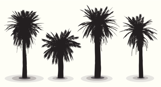 Highly detailed date palm trees silhouettes.