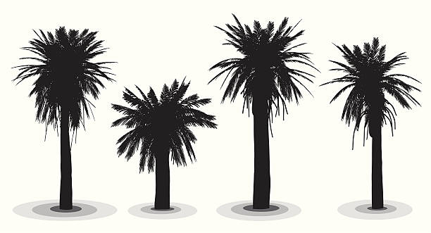 Date Palm Trees Highly detailed date palm trees silhouettes. date palm tree stock illustrations