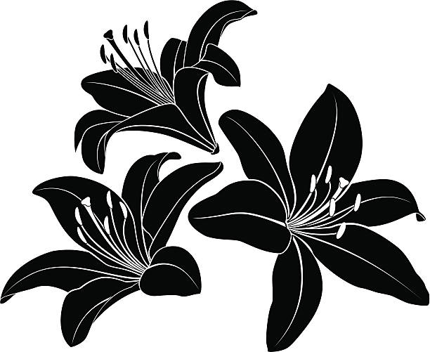 Lily silhouette Vector flowers silhouette.  lily stock illustrations