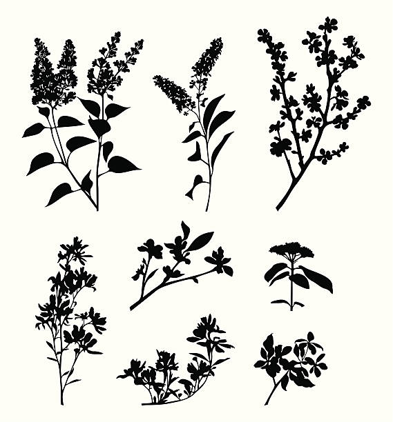 Spring branches III Set of variable spring branches. plum blossom flower stock illustrations