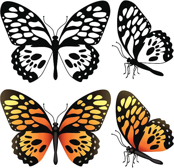 Vector illustration of tropical butterfly papilio zagreus