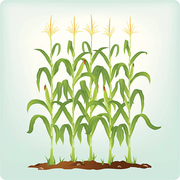 corn stängel - corn tassel stock-grafiken, -clipart, -cartoons und -symbole