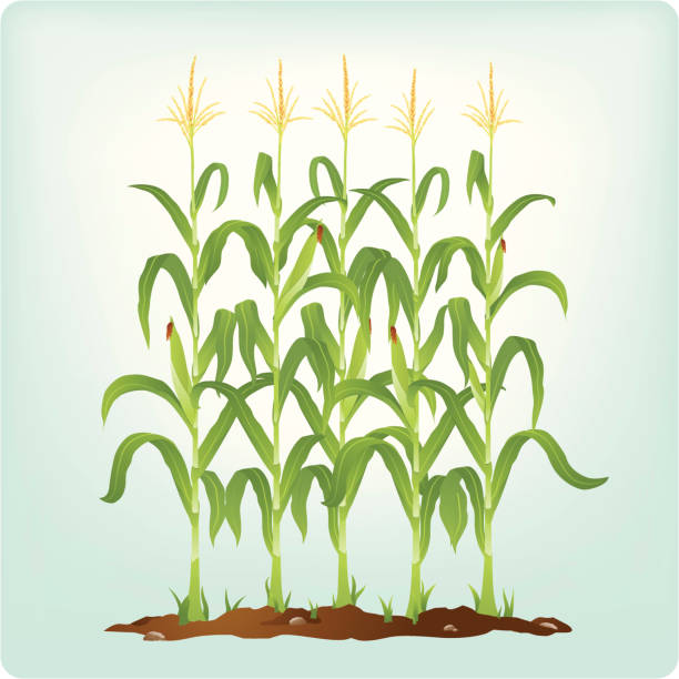 illustrazioni stock, clip art, cartoni animati e icone di tendenza di gambi di mais - corn corn crop corn on the cob food