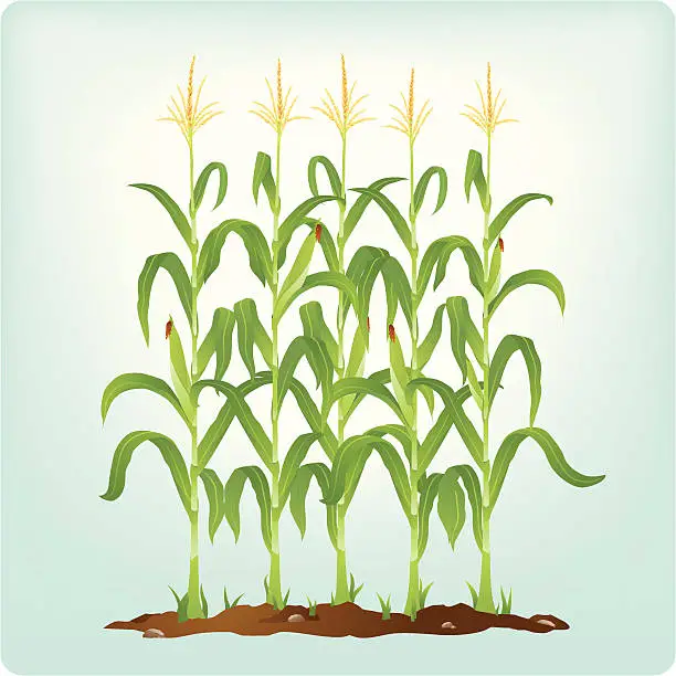 Vector illustration of Corn stalks
