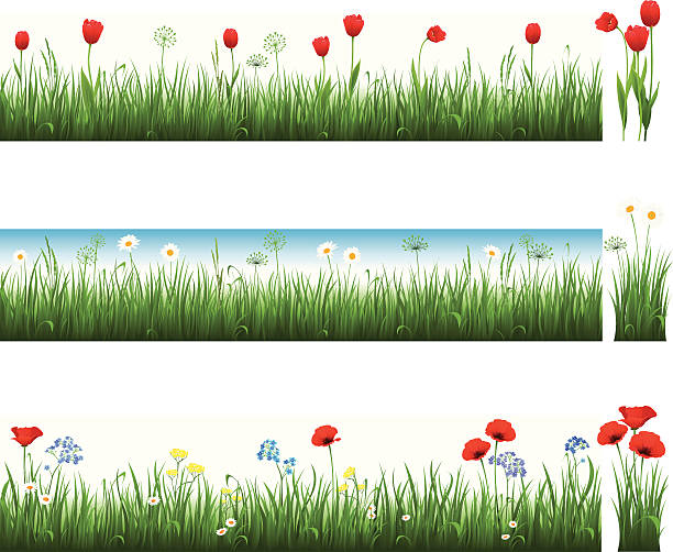 illustrations, cliparts, dessins animés et icônes de collection de l'herbe avec tulipes camomiles et coquelicots - poppy flower field corn poppy