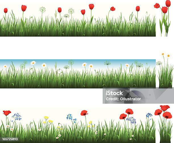 Collection Of Grass With Tulips Camomiles And Poppies Stock Illustration - Download Image Now