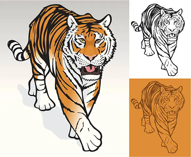 Vector illustration of Tigers in Color