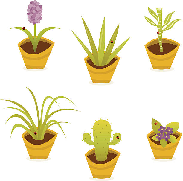 Houseplant Set Editable vector file. ai8 eps and 300 dpi jpg files included. spider plant animal stock illustrations