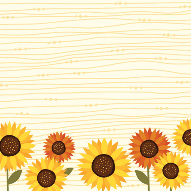 Sunflower backgrond vector art illustration