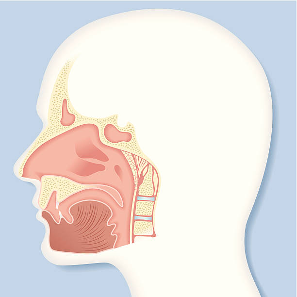 vector, nasal cavity Vector, nasal cavity on white silhouette head on blue background, make in adobe Illustrator (vector) septum stock illustrations