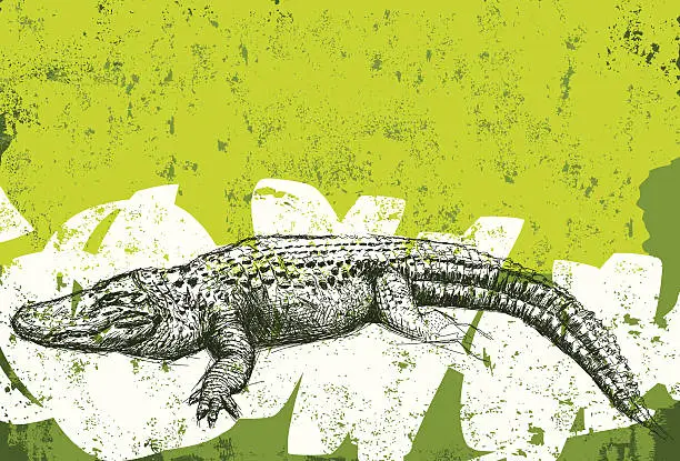 Vector illustration of alligator grunge background