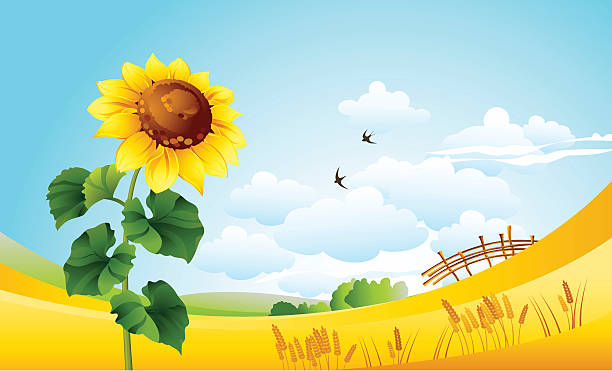 подсолнух - sunflower field single flower flower stock illustrations