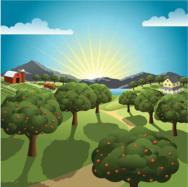 Vector illustration of Orchard and Farm