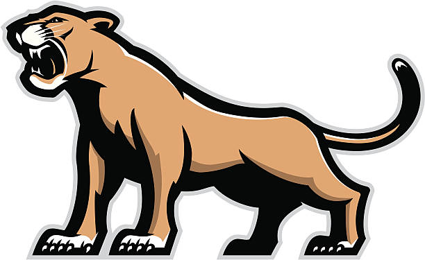 illustrations, cliparts, dessins animés et icônes de cougar mascotte - lioness