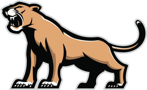 Cougar mascot "Stylized powerful cougar mascot. All Colors are separated in layers. Easy to edit. Black and white version (EPS8,JPEG) included." lioness stock illustrations