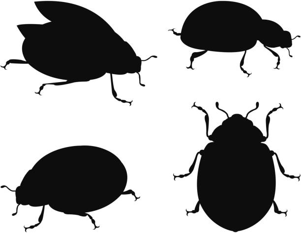 ilustraciones, imágenes clip art, dibujos animados e iconos de stock de silueta mariquita - lady bird beetle