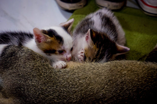 A mother cat nursing her kittens.