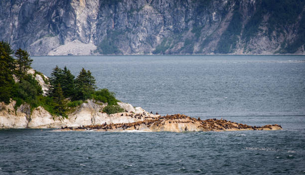istock Sea Lions in Alaska 1657277565