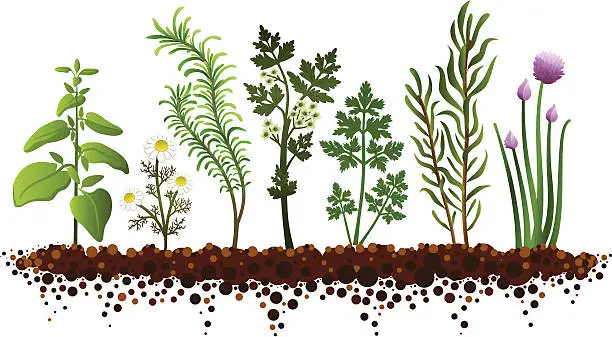 Vector illustration of Herb Garden