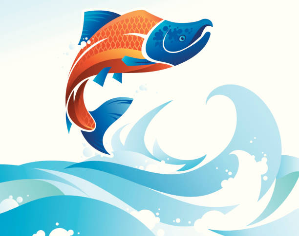 Jumping Salmon vector art illustration