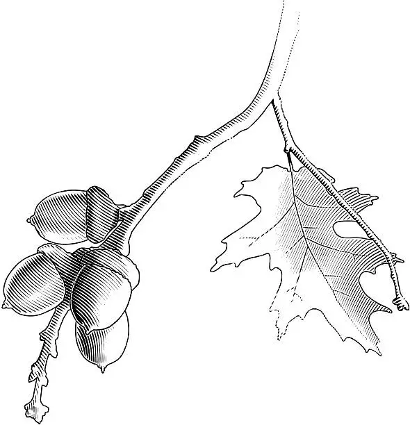 Vector illustration of Acorns and Oak Leaf