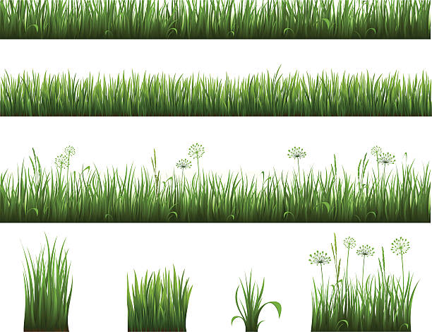 Collection of grass vector art illustration