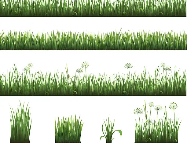 Vector illustration of Collection of grass