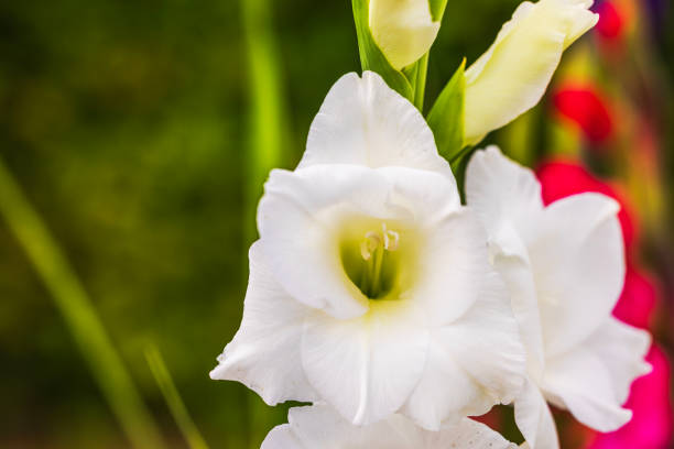 Close up detail of a beautiful pink and white gladiolus stem growing in a Cape Cod garden.