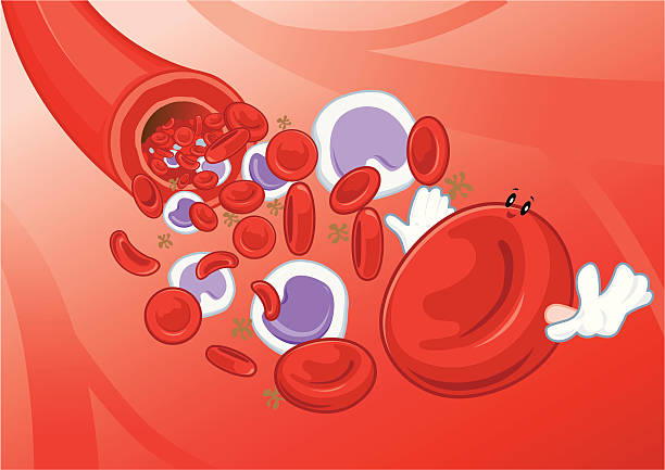 каналы жизни - human cardiovascular system blood flow human vein body stock illustrations