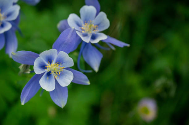 istock Blue Centers of Colorado Columbine 1657289028