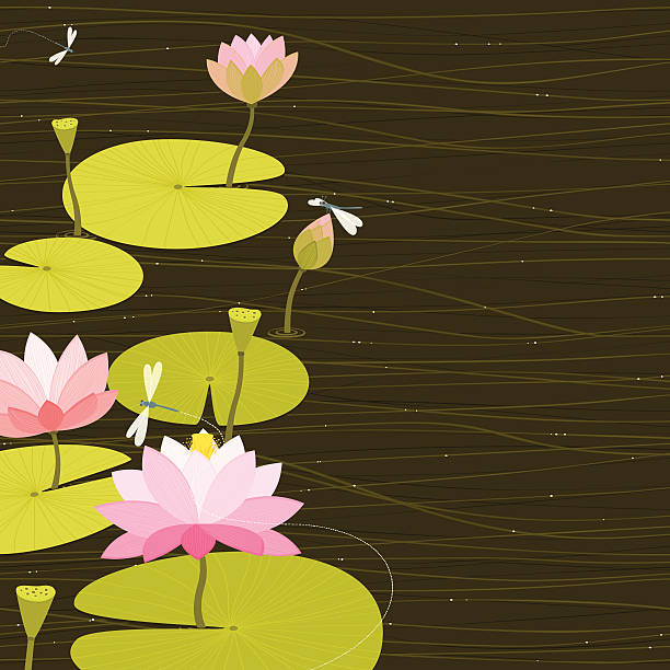 Water lilies vector art illustration