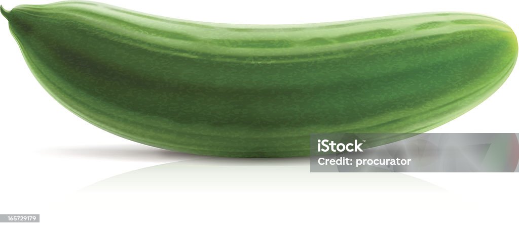 Cucumber Vector illustration of classic cucumber. Cucumber stock vector