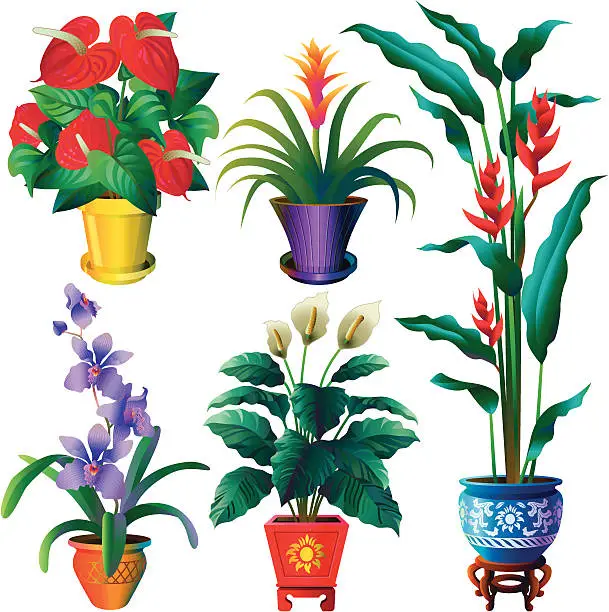 Vector illustration of tropical house plants