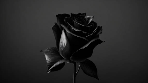 schwarze rose auf schwarzem hintergrund. nahaufnahme - cut out flower close up cut flowers stock-fotos und bilder