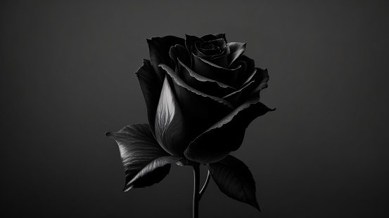 Black rose on a black background. close-up