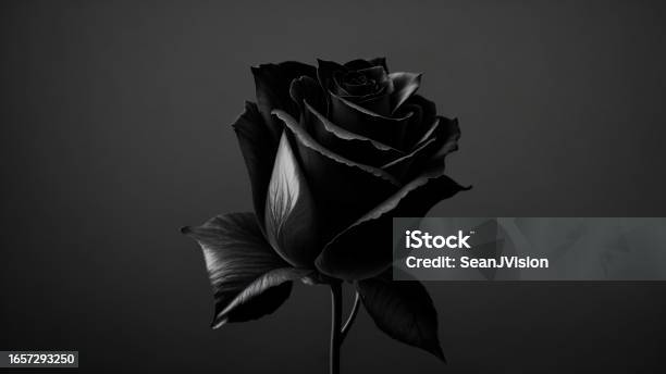 Black Rose On A Black Background Closeup Stock Photo - Download Image Now - Flower, Art, Grief