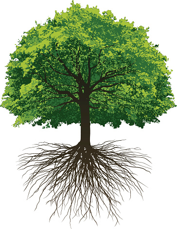 Vectored Oak Tree with roots made from photographing a tree in winter and a tree in summer.