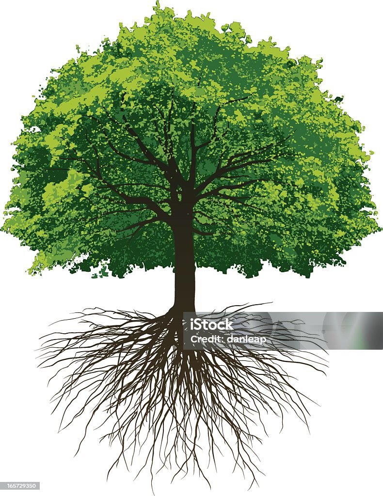 Great Oak Roots Vectored Oak Tree with roots made from photographing a tree in winter and a tree in summer. Root stock vector