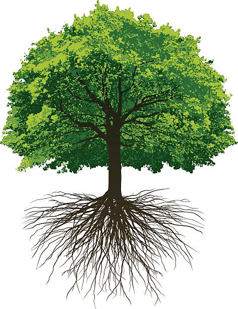 Great Oak Roots Vectored Oak Tree with roots made from photographing a tree in winter and a tree in summer. origins stock illustrations